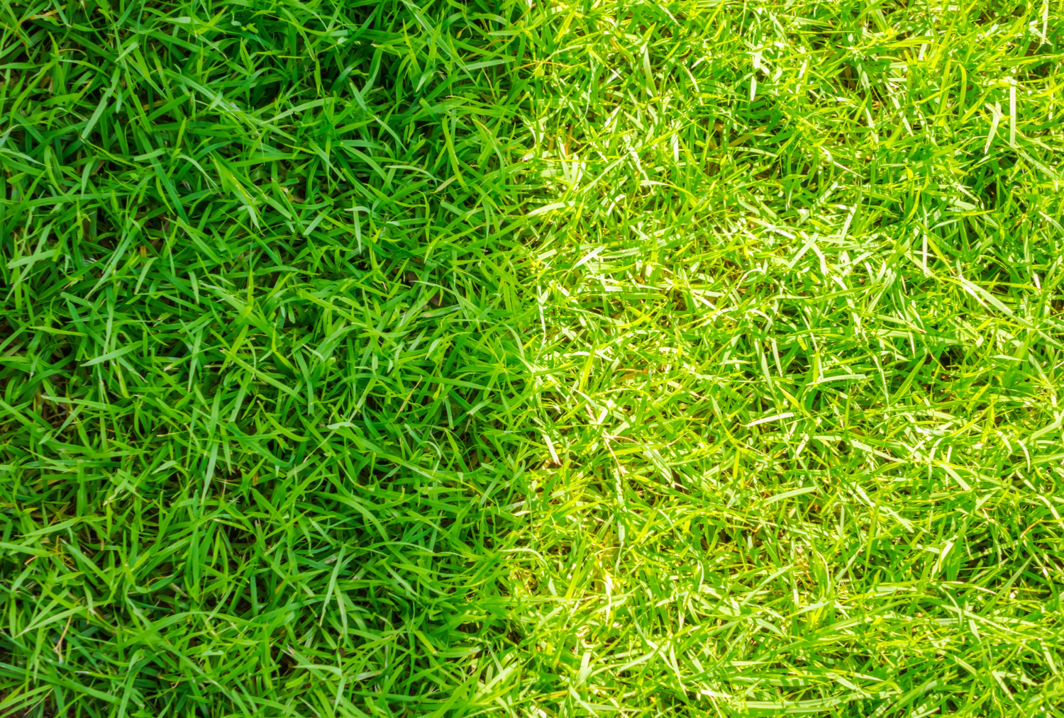 Artificial Grass vs Real Grass