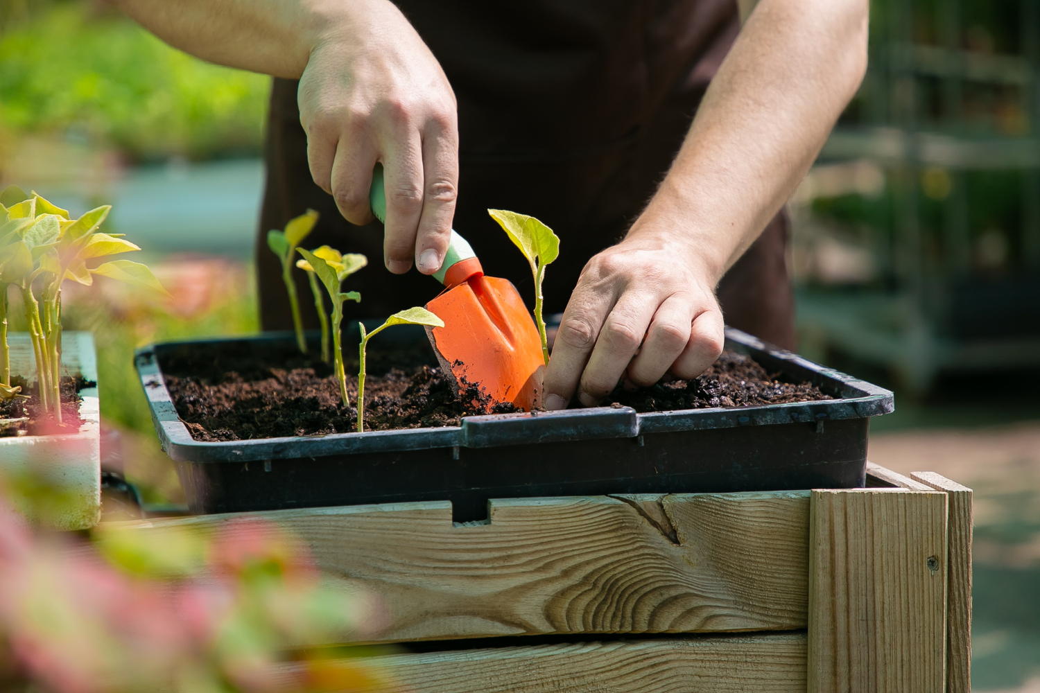 Top 10 Gardening Mistakes